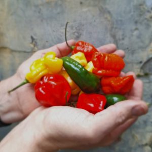 Hot sauce 'Pittige Sjarel geel' nr. 7